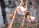 "Бешеная" сакура на Закарпатье цветет зимой