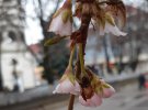 "Шалена" сакура на Закарпатті цвіте взимку