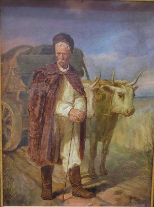 На картині "Чумак" 1850-х років Костянтина Трутовського, що представлена в експозиції "Помічник, супутник, друг" в Національному художньому музеї, підкреслена величезна роль, яку воли або бики відігравали у традиційному сільському господарстві. 