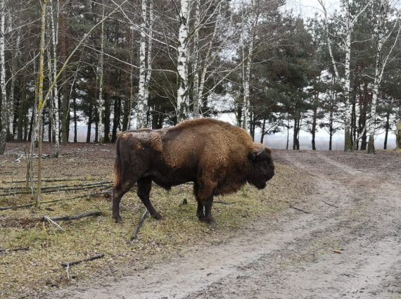 В еко-парку під Києвом бізони та зубр накинулися на відвідувачів