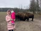 В эко-парке под Киевом бизоны и зубр набросились на посетителей