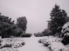 Столичний ботанічний сад ім. Гришка зачаровує зимовими пейзажами