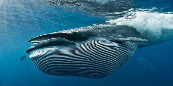 Они под угрозой вымирания - обнаружили новый вид китов