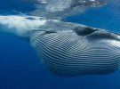 Вони під загрозою вимирання - виявили новий вид китів