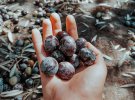Евгения помогает собирать оливки во время сезона и отправляет желающим продукты из Греции