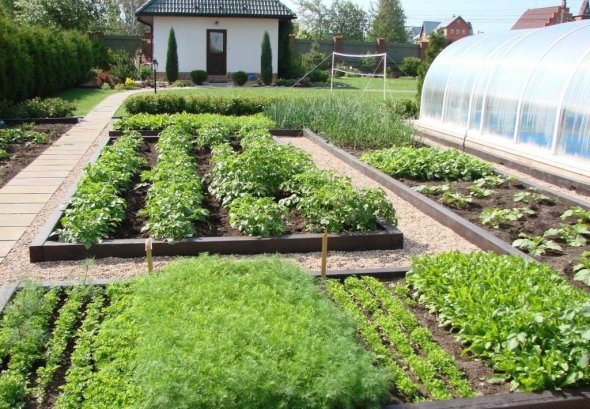Посадка огорода: как выбрать лучшее место для овощей