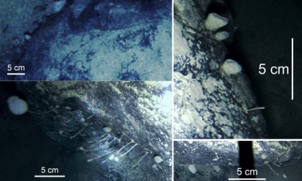 Дослідники натрапили на унікальну знахідку під льодовиком