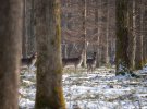 На Закарпаття живе унікальна лань-альбіноска