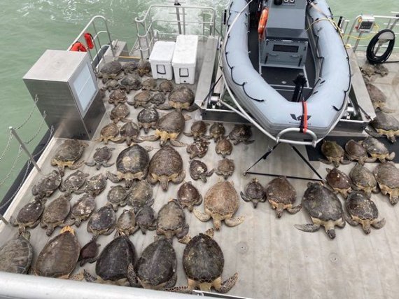 Волонтерские организации спасли тысячи морских черепах, которые чуть не замерзли. Фото: twitter.com/TexasGameWarden