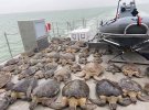 Волонтерские организации спасли тысячи морских черепах, которые чуть не замерзли. Фото: twitter.com/TexasGameWarden