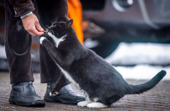 Торстен Лор дає смаколик коту Кваркі після того, як тому відмовили у реєстрації на виборах міського голови німецького міста Деммін федеральної землі Мекленбург-Передня Померанія 16 лютого 2021 року  