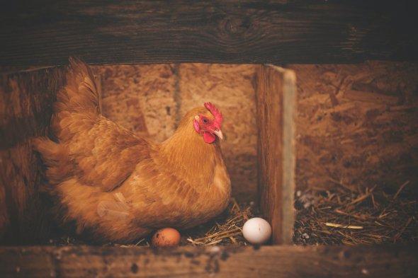 На 100 г курячих яєць припадає 12,7 г білка. 