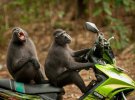 Дві мавпи вирішили покататися на мотоциклі 