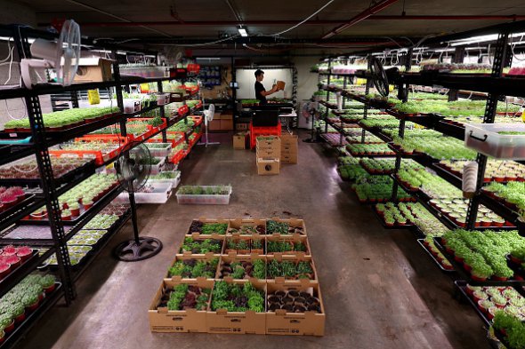 Сотрудник заворачивает свежую продукцию для доставки из подземной фермы Urban Green в Сиднее, Австралия. Urban Green с 2016 года специализируется на экологически стабильном производстве микрозелени и поставляет их в близлежащие рестораны
