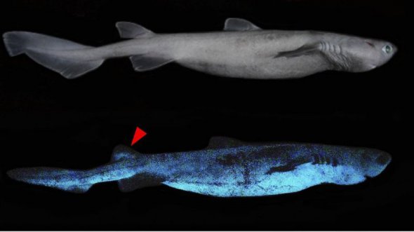 Обнаружили гигантских акул, которые светятся в темноте