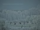 Тварини у Чорнобильській зоні відчуження перенесли цю зиму з її морозами та рясними снігопадами непросто, але в цілому задовільно