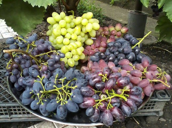 Сорт винограда Мускат Блау