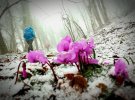 Першоцвіти в горах окупованого Криму
