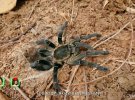 Ведущая ловила тарантулов в Камбодже