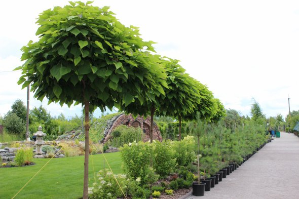 Садовый центр Лизгард реализует растения открытого и закрытого грунта