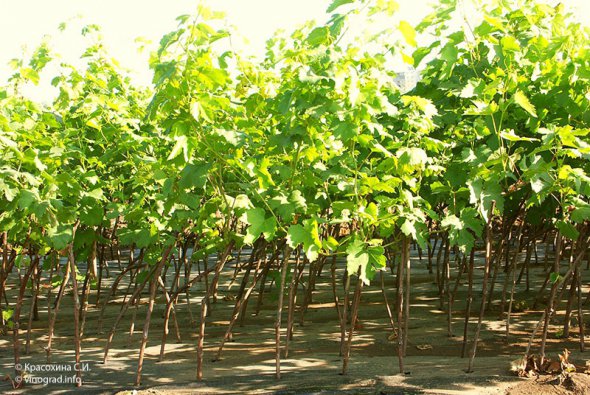 Купить саженцы винограда можно в интернет-магазине sezon.com.ua