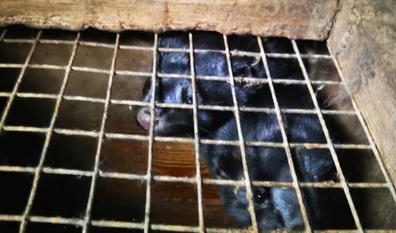 Благодаря кадрам, которые запечатлел украинец Евгений Глашуш на польской живодерне, Польша готова запретить меховую промышленность