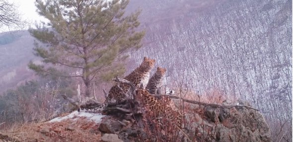 Зафіксували найрідкіснішого у світі леопарда