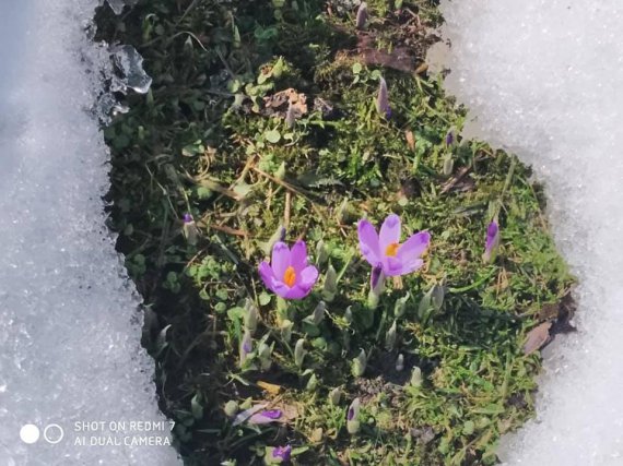Піку масового цвітіння досягла Долина шафранів 