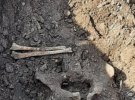 На Киевщине обнаружили захоронение жертв Голодомора