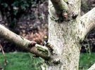 Дерево гинкго производит химические вещества, которые защищают его от болезни и засухи