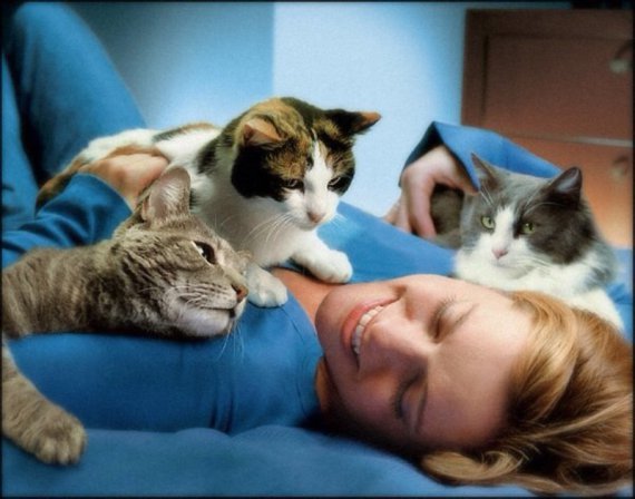 Поглаживание кошек уравновешивает нервную систему и уменьшает стрессы