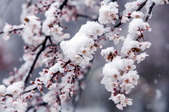 Снег еще лежит на цветениях в Ужгороде, 6 апреля.