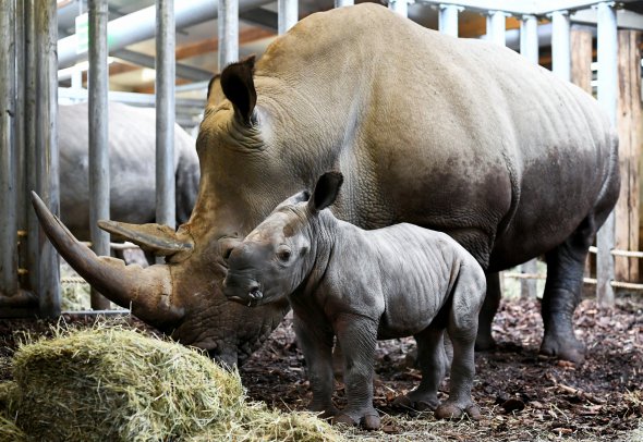 Зоопарк "Royal Burgers" поздравил новорожденного белого носорога в Арнеме, Нидерланды.