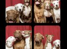 Смешные собаки: фотограф придумал интересную идею
