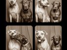 Смешные собаки: фотограф придумал интересную идею