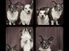 Смішні собаки: фотограф вигадав цікаву ідею