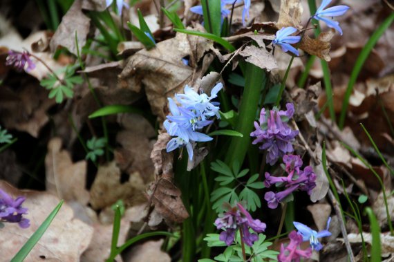 Проліску сибірську ще називають проліскою пониклою - її квітки спрямовані донизу