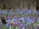 Подснежники любят тенистые участки лиственных лесов, цветут ранней весной