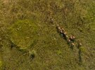 Зоолог Денис Вишневский сфотографировал лошадей Пржевальского в зоне отчуждения в апреле прошлого года. 26 апреля 2016-го здесь основали Чернобыльский радиационно-экологический биосферный заповедник