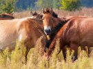 Зоолог Денис Вишневский сфотографировал лошадей Пржевальского в зоне отчуждения в апреле прошлого года. 26 апреля 2016-го здесь основали Чернобыльский радиационно-экологический биосферный заповедник