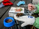 Волонтер Украинского центра реабилитации летучих мышей демонстрирует один из 700 исчезающих летучих мышей, выпущенных на остров Хортица в Запорожье на юго-востоке Украины