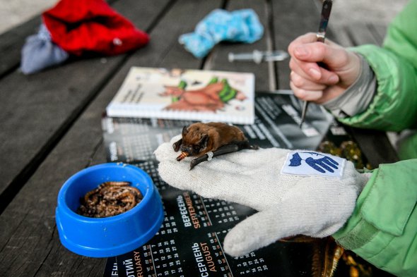 Волонтер Українського центру реабілітації кажанів демонструє одного із 700 зникаючих кажанів, випущених на острів Хортиця в Запоріжжі на південному сході України