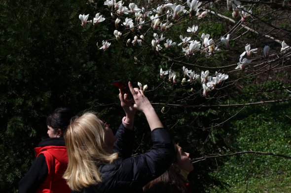 В столичном ботаническом саду имени Гришко зацвели магнолии, в центральных областях начинают цвести абрикосы