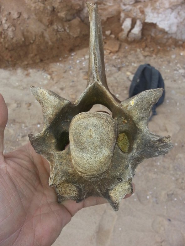Припускають, що знайдені кістки належать стародавньому носорогу