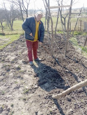 Михайло Шудравий із селища Войнилів Калуського району Івано-Франківської області радить підв'язувати лозу до натягнутого горизонтально дроту. Так пагони рівномірно отримуватимуть сонячне проміння