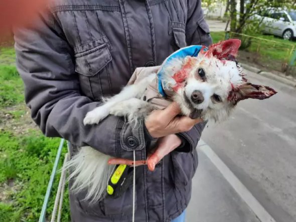 Бійцівський собака до смерті загриз чихуахуа