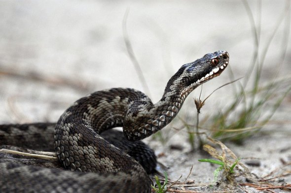 Гадюку - єдину отруйну змію в Україні - можна упізнати по характерним ромбам чи зигзагам на спині