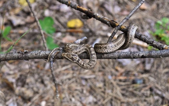 Окраска змей помогает им маскироваться в природе