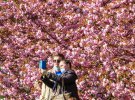 Туристи фотографуються на фоні сакур в Ужгороді 28 квітня
