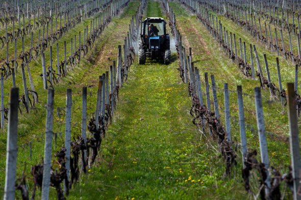 Трактор опрыскивает виноградные лозы от черной пятнистости раствором медного и железного купороса в Завидово Мукачевского района Закарпатской области 28 апреля